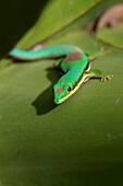 Lined Day Gecko, Phelsuma lineata bifasciata, Canal de Pangalanes, East Madagascar, Africa