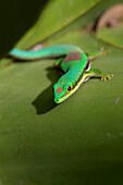 Taggecko, Phelsuma lineata bifasciata, Canal de Pangalanes, Ost-Madagaskar, Afrika