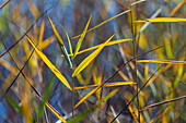 Schilfhalme im Herbst, Phragmites australis, Oberbayern, Deutschland