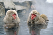 Schneeaffen, Rotgesichtsmakaken in heißer Quelle, Macaca fuscata, Japan