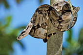 Boa im Baum, Riesenschlange, Boa constrictor, Pantanal, Brasilien, Südamerika