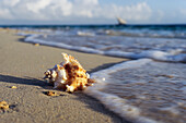 Snail shell on the beach, Zanzibar, Tanzania, East-Africa