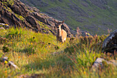 Hirsch, Insel Skye, Inneren Hebriden, Highland, Schottland, Vereinigtes Königreich