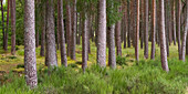 Wald im Hochlandgebiet, Highland, Schottland, Vereinigtes Königreich