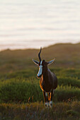 Bontebok, Damaliscus pygargus, Cape Point, Tablemountain National Park, Cape Town, Western cape, South Africa