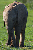 Elefant, Addo-Elefanten-Nationalpark, Ostkap, Südafrika