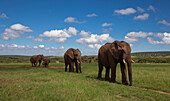 Elefanten in Addo-Elefanten-Nationalpark, Ostkap, Südafrika
