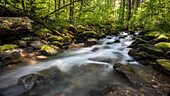 Panther Creek, Gifford Pinchot National Forest, Skamania County, Washington, USA