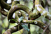 Spiral tree branches in the rain forest, Mount Kinabalu, Borneo, Malaysia.