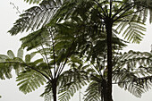 Fan palms, Mount Kinabalu, Borneo, Malaysia.