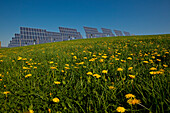 Solarpark bei Lieschensruh mit Löwenzahn Wiese, Edertal, Hessen, Deutschland, Europa