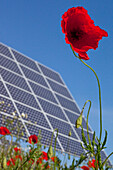 Mohnblume/Klatschohn mit Solarpanele in einem Solarpark, Lieschensruh, Edertal, Hessen, Deutschland, Europa