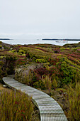 Holzbohlenweg durch die einheimische Vegetation der Enderby Insel, im Hintergrund liegt das Expeditions-Kreuzfahrtschiff MS Hanseatic (Hapag-Lloyd Kreuzfahrten), Auckland Inseln, Neuseeland