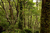 Regenwald im Süden Neuseelands, Resolution Insel, Südinsel, Neuseeland