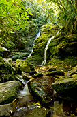 Darby's Falls waterfall near Ship Cove, Outer Queen Charlotte Sound, Marlborough, South Island, New Zealand