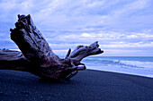 Treibholz am Napier Strand in der Dämmerung, Napier, Hawke's Bay, Nordinsel, Neuseeland