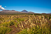 Landscape of Tongariro National Park with view of the active volcano Mount Ngauruhoe, Tongariro National Park, North Island, New Zealand
