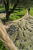 Olive trees in Tuscany, harvesting