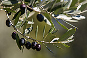 Olivenernte, Oliven am Baum, Toskana, Italien
