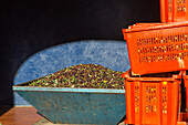 Frisch geerntete Oliven in orange Plastikkisten, Ölmühle von Andrea Boschi, extra vergine, kalt gepresstes Olivenöl