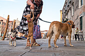 lap dogs, small dog, pet, dogs, woman, Venice, Italy