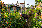 Rentner im Schrebergarten, Gemüsegarten für ältere Menschen, ehemaliger Klostergarten der Kirche Angela Raffaele, Orti degli Anziani, Venedig, Italien