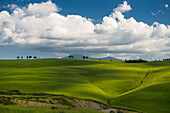 Landschaft bei San Quirico d'Orcia, Val d'Orcia, Provinz Siena, Toskana, Italien, UNESCO Welterbe