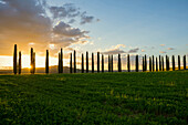 Landschaft bei San Quirico d'Orcia, Val d'Orcia, Provinz Siena, Toskana, Italien, UNESCO Welterbe