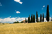 Landschaft bei San Quirico d'Orcia, Val d'Orcia, Provinz Siena, Toskana, Italien, UNESCO Welterbe