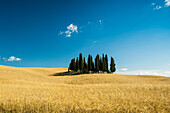 Landschaft bei San Quirico d'Orcia, Val d'Orcia, Provinz Siena, Toskana, Italien, UNESCO Welterbe