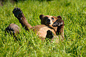 Grizzly bear cub (Ursus arctos horribilis) resting in the sedges, Khutzeymateen Grizzly Bear Sanctuary, British Columbia, Canada, June 2013.
