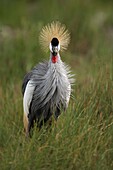 Grey Crowned Crane. Balearica regulorum.