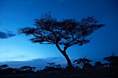 Savanna night landscape in Seronera Serengeti