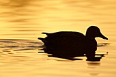 Mallard Anas platyrhynchos swiming