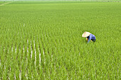 farmer in the rice paddies in Ninh Binh, Vietnam.