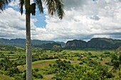 The Viñales Valley in Pinar del Rio, with its fields of snuff, hummocks, formations that rise on the horizon, royal palms and snuff curing houses are a synthesis of Cuban tropics.