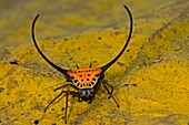 Crab spider. Image taken at Kampung Skudup, Sarawak, Malaysia.