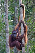 Orangutan. Semengoh Wildlife Centre, Sarawak, Malaysia.