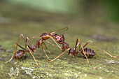 Red ants. Image taken at Kampung Skudup, Sarawak, Malaysia.