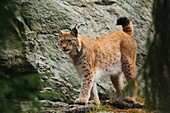 Lynx, Hälsingland, Sweden.