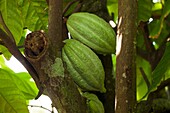 Cacao, or Cocoa fruits at San Rafael, Veracruz, Mexico