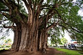 Tule Tree at Oaxaca, Mexico: The biggest tree of the world.