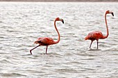 Flamingos at Rio Lagartos Natural Park: A place to watch wildlife and flamingos, Yucatan, Mexico.