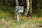 Gray wolf Canis lupus in the forest, captive, Montana, USA