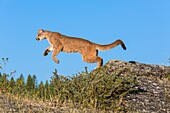 Adult mountain lion (Puma concolor) jumping from a rock, captive, Montana, USA
