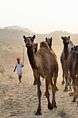 India, Rajasthan, On the way to Pushkar camel fair.