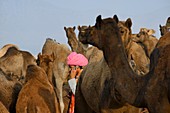 India, Rajasthan, Pushkar camel fair.