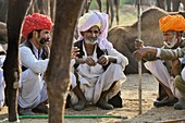 India, Rajasthan, Pushkar camel fair.