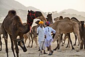 India, Rajasthan, Pushkar camel fair.