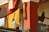 India, Uttar Pradesh, Varanasi, Roosters.